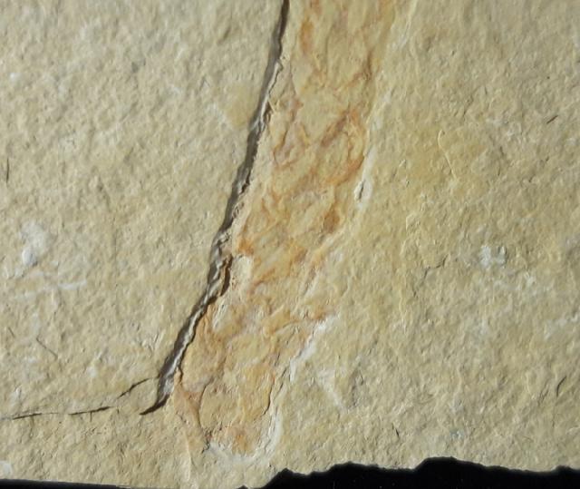 Brachyphyllum cf. nepos SAPORTA - Bild © FossNet FossilienStore